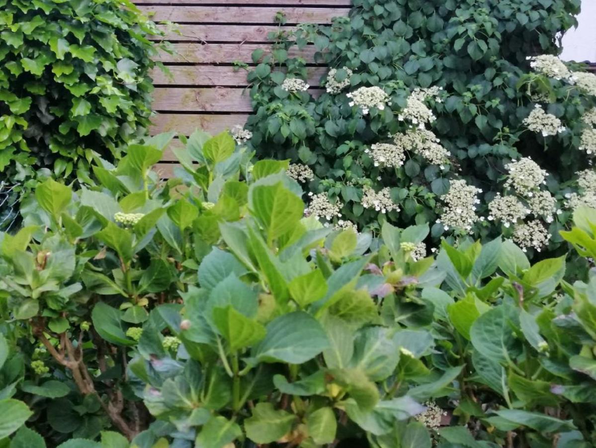 Ferienwohnung Am Steinchen 梅特拉赫 外观 照片